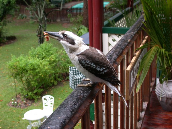 Kookaburra
